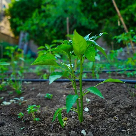 Hotel Biber Evi Assos Ayvacik (Canakkale)